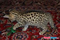 Exóticos gatitos f1 sabana y serval disponibles