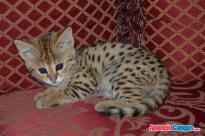 Exóticos gatitos f1 sabana y serval disponibles