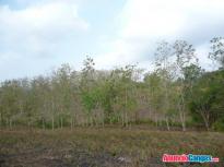 Vendo Terreno de 14 hectáreas en Cañita de Chepo