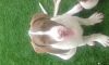 American pitbull terrier con papeles machos en venta